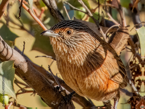 Dusky Grasswren - Amytornis purnelli in Central Australia photo