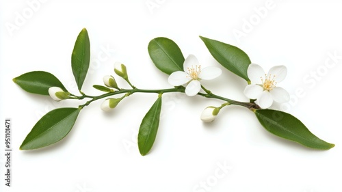 A white flower with a green stem