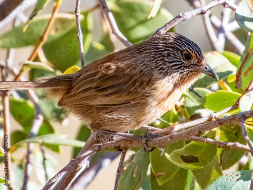 Dusky Grasswren - Amytornis purnelli in Central Australia photo