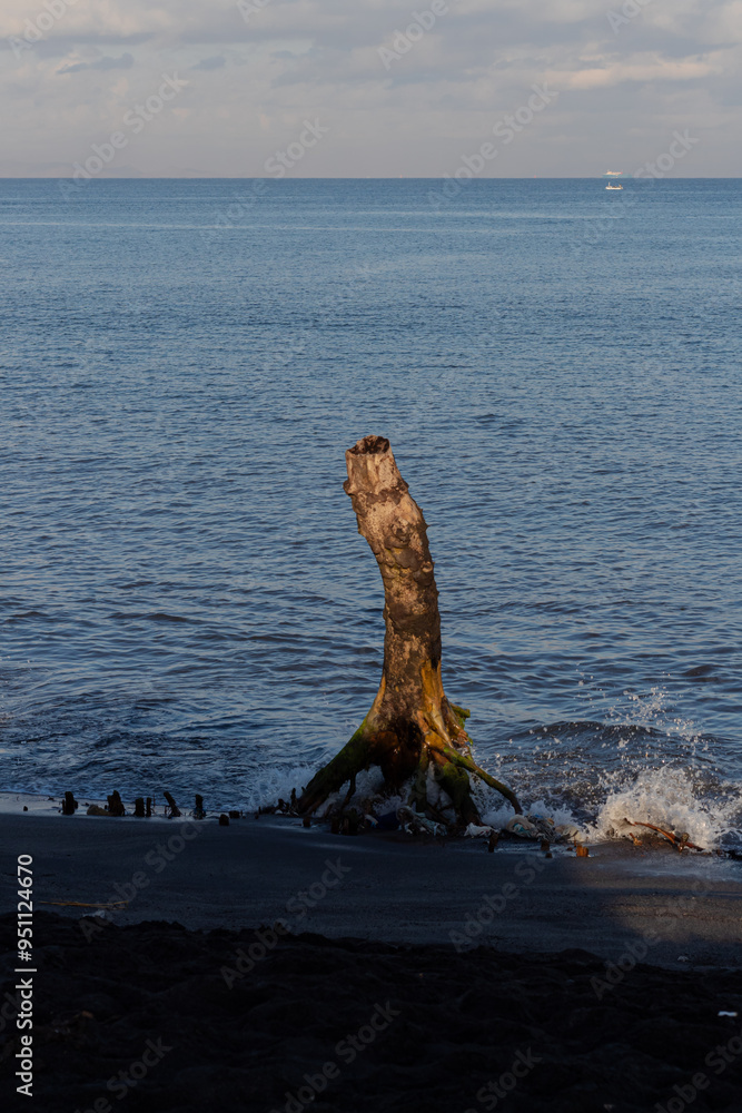 dead tree blown by waves on the beach