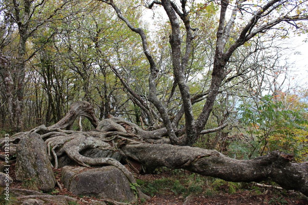 Obraz premium tree in the forest