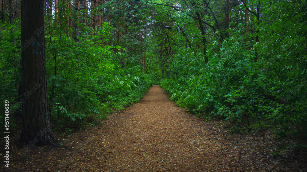Hiking trail in the Siberian forest Hiking trail in the Siberian forest