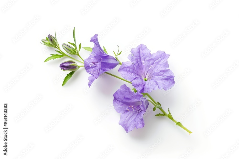 purple flower white background purple flower white background