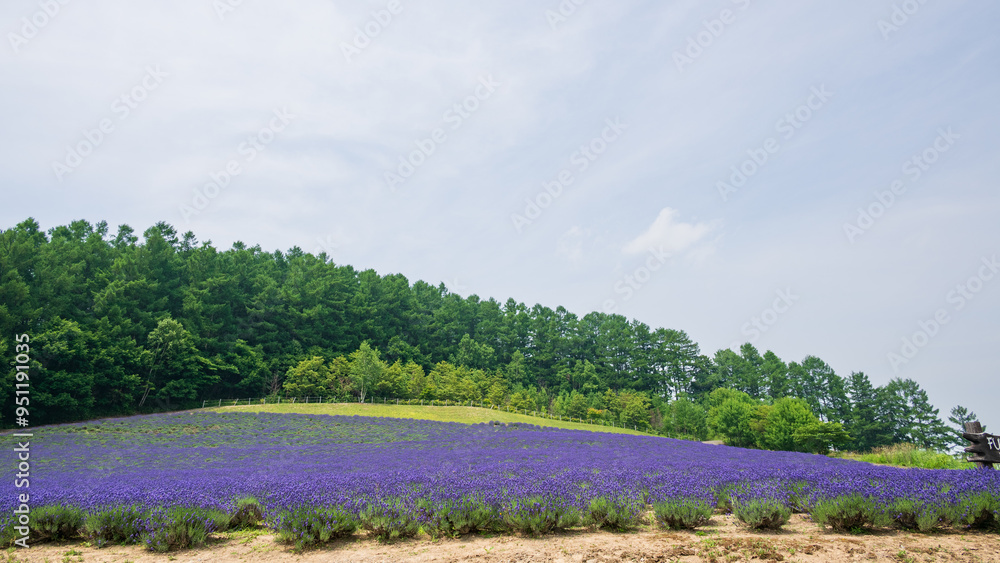 Obraz premium 富良野の山の斜面に広がる紫色のラベンダー畑の花