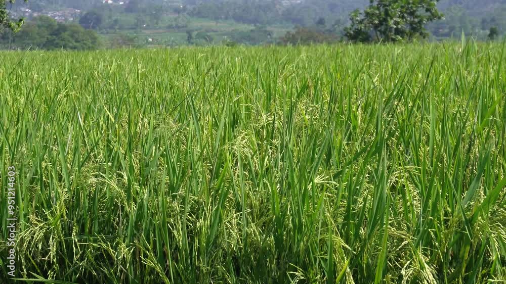 rice fields swaying during the day in cigombong village. rice fields swaying during the day in cigombong village.