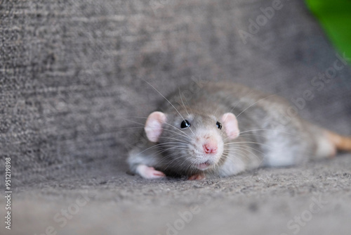 little cute rat on gray couch