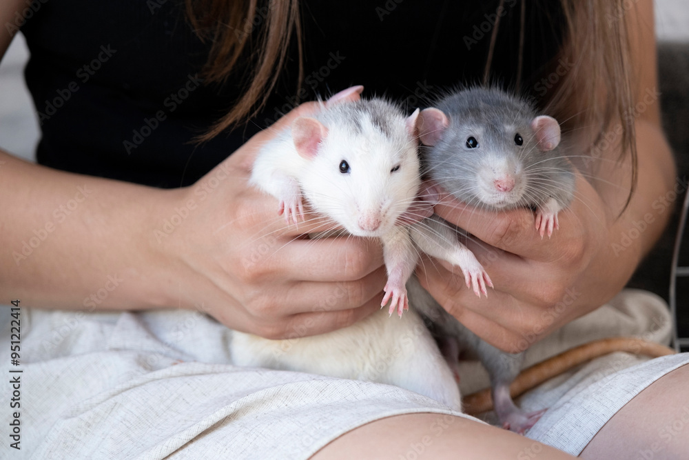 little cute rat on gray couch little cute rat on gray couch