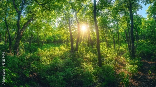 A panoramic view of a forest with dense, green foliage and sunlight filtering through the trees, creating a serene and refreshing natural backdrop.