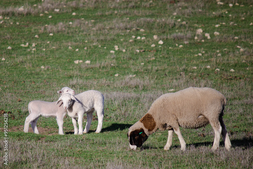 sheep and lambs