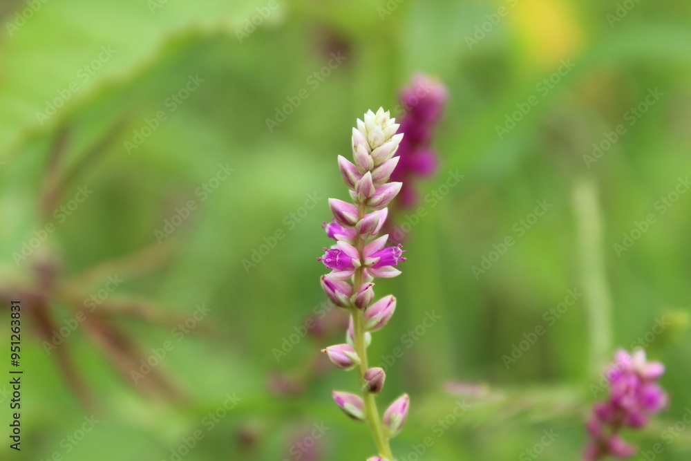 Persicaria orientalis, Kiss-me Over-the Garden Gate, False Amaranth or Prince's Feather Persicaria orientalis, Kiss-me Over-the Garden Gate, False Amaranth or Prince's Feather
