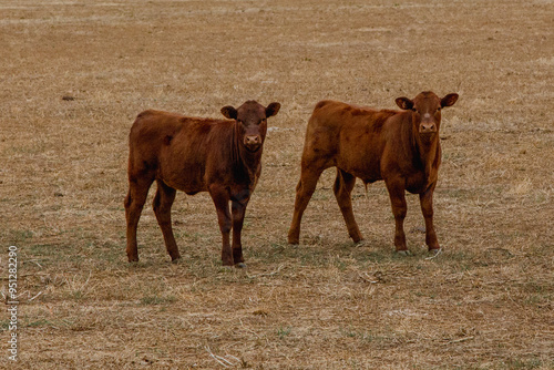 Cows in Australian field 