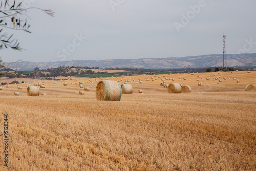 hay bales in the field