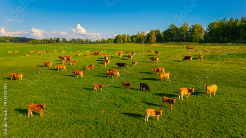 фотографія Free range Brown Cows grazing of green grass, grass fed beef, grass fed milk