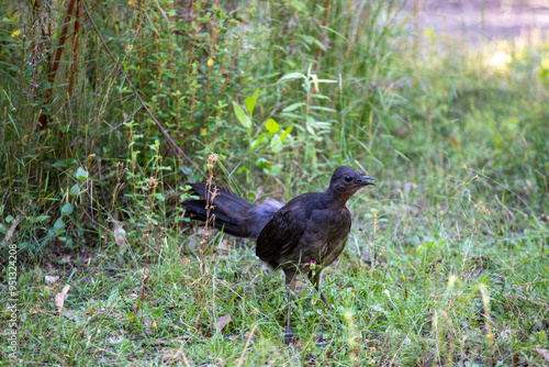 Female Lyrebird in profile, looking towards Camera right. photo