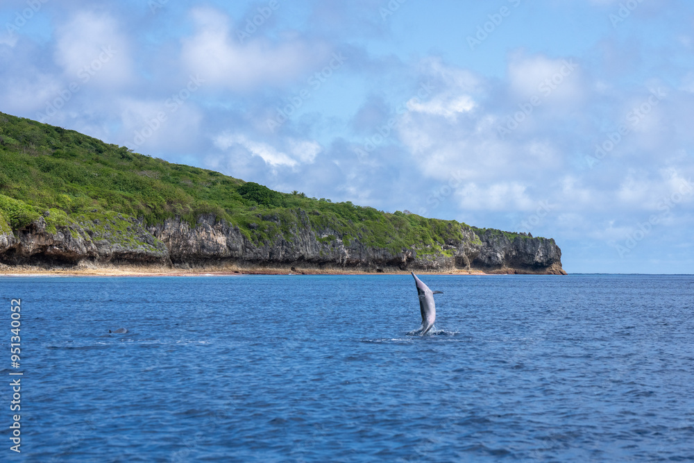 A spinner dolphin jumping out of the water in the South Pacific island of Niue with the rocky cliffs in the background A spinner dolphin jumping out of the water in the South Pacific island of Niue with the rocky cliffs in the background