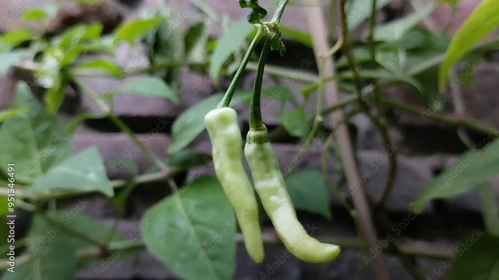 The red chilies are still immature and still green on the tree The red chilies are still immature and still green on the tree