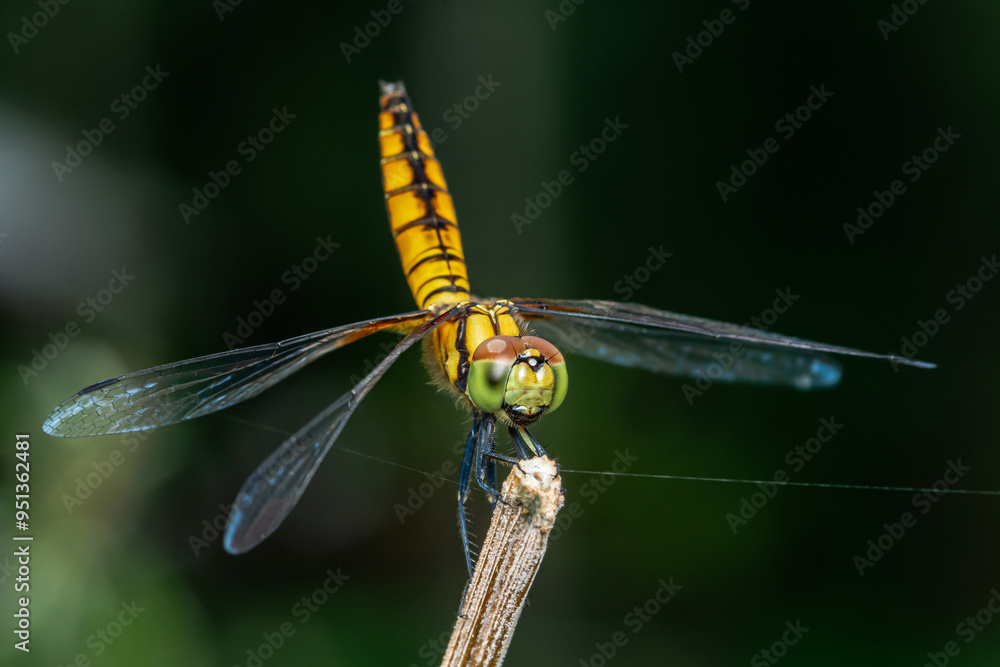 Dragonfly perched on a tree branch and nature background. Dragonfly perched on a tree branch and nature background.