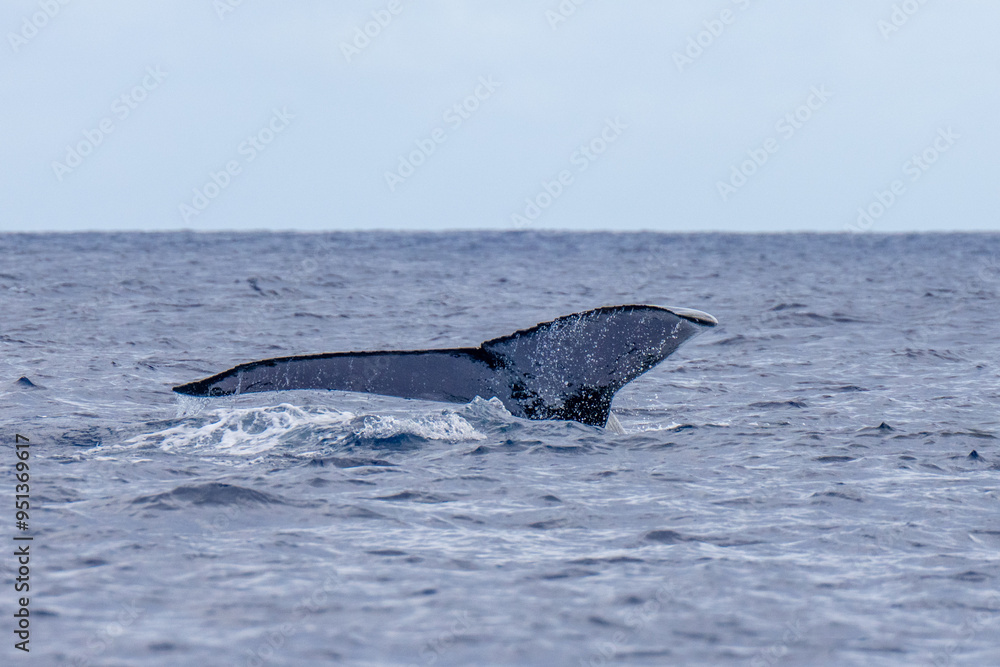 Fototapeta premium A tail of. a humpback whale migrating through Niue in the South Pacific