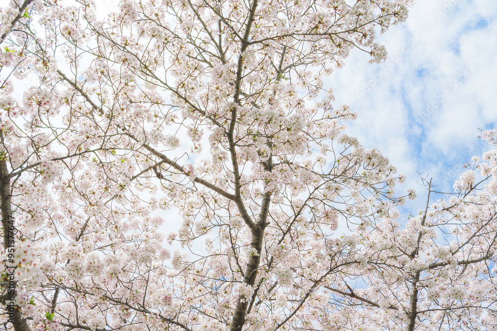 Cherry blossom in spring, full bloom flowers Cherry blossom in spring, full bloom flowers