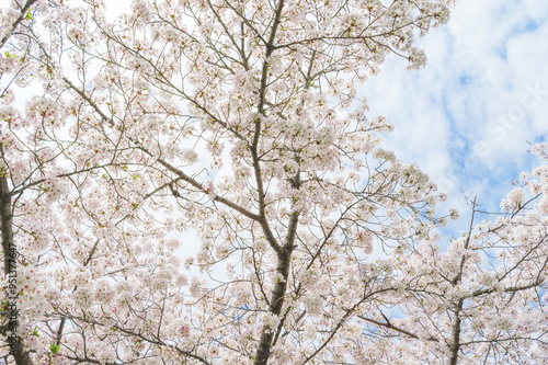 Cherry blossom in spring, full bloom flowers