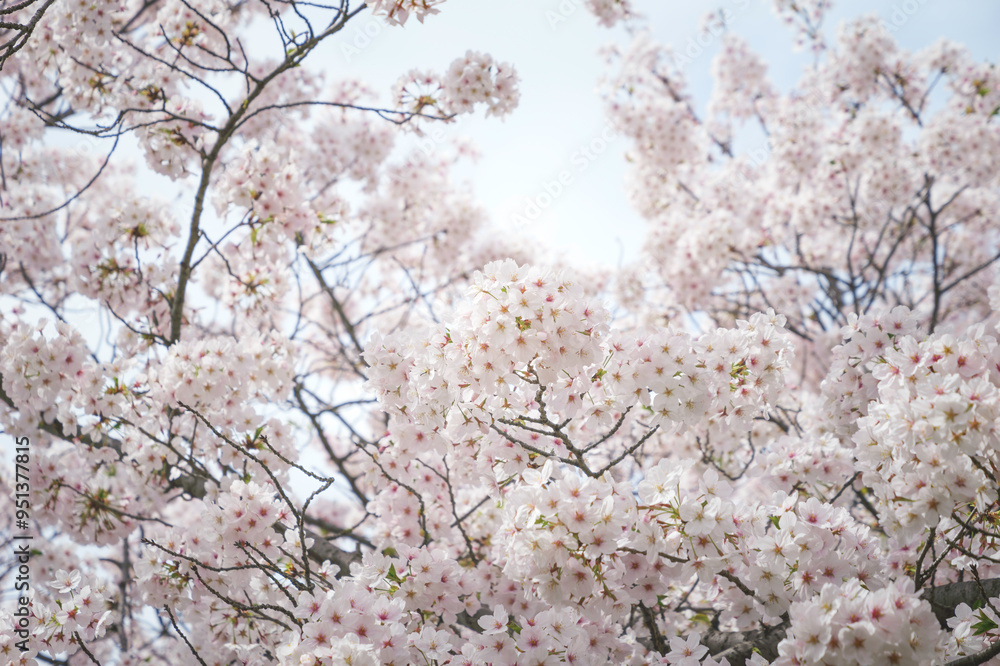 Cherry blossom in spring, full bloom flowers Cherry blossom in spring, full bloom flowers