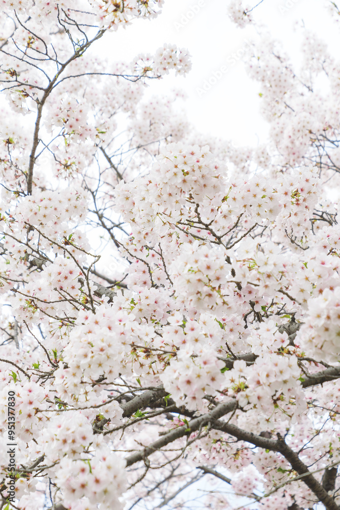 Cherry blossom in spring, full bloom flowers Cherry blossom in spring, full bloom flowers