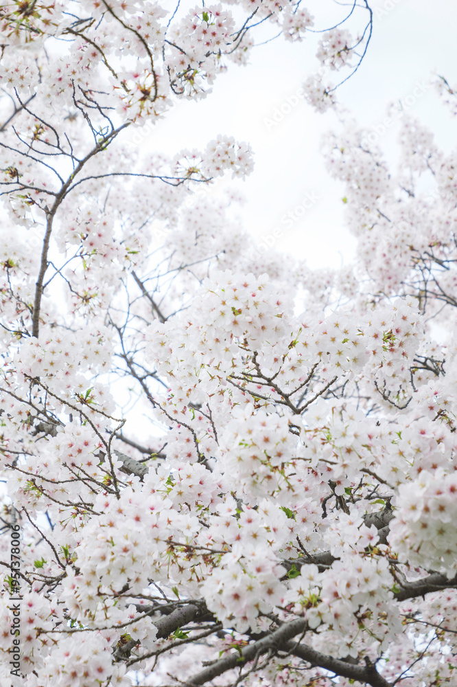 Naklejka premium Cherry blossom in spring, full bloom flowers