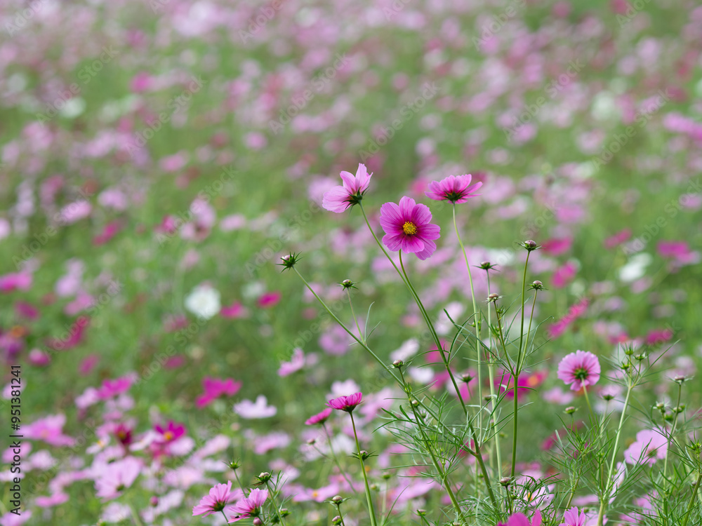 Fototapeta premium 一面の花畑のコスモス