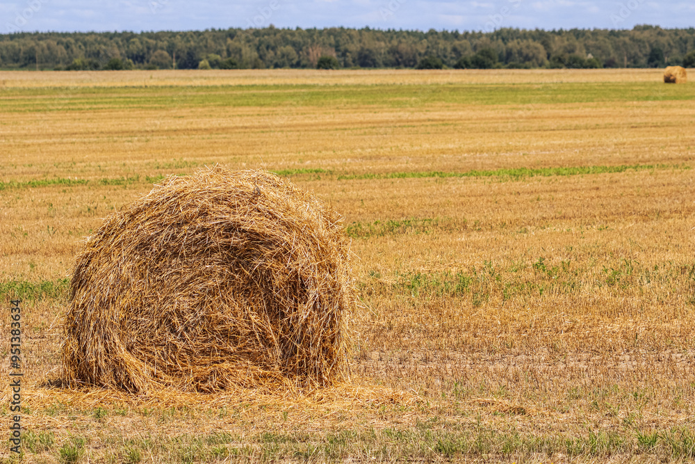 Haystack in the field after harvest. Round bales of hay across a farmer's field, blue sky with clouds Haystack in the field after harvest. Round bales of hay across a farmer's field, blue sky with clouds