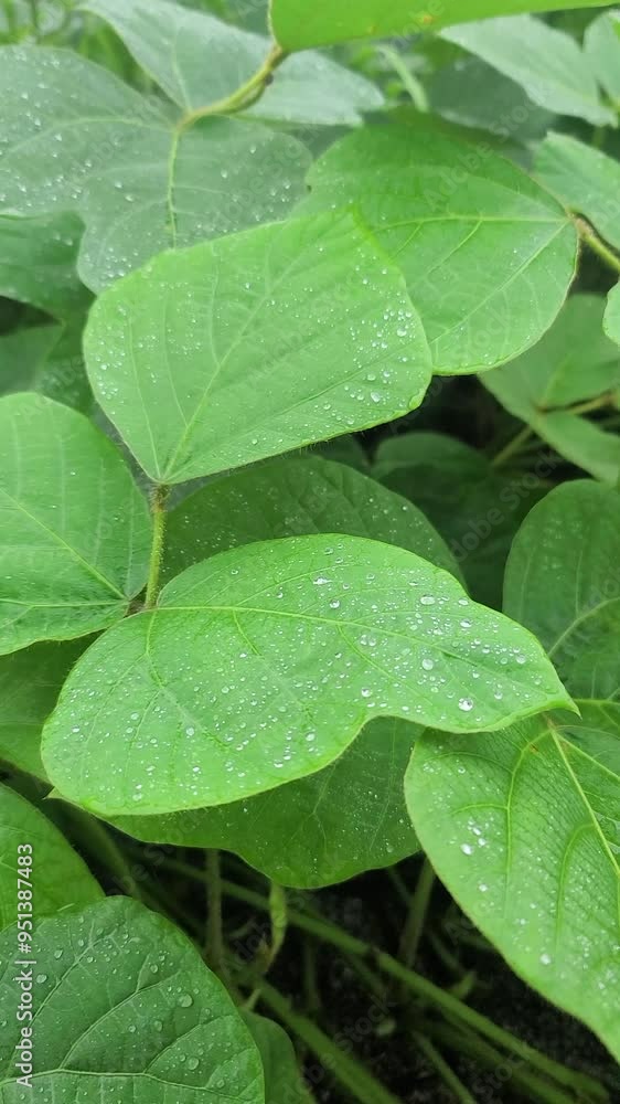 葉から落ちる雨の雫/rain drops falling from leaves/잎에서 떨어지는 비 방울 葉から落ちる雨の雫/rain drops falling from leaves/잎에서 떨어지는 비 방울
