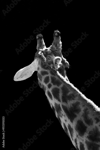 girafa beleza zoo Giraffe Images Pictures