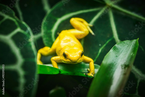 Frog  Animals Images Pictures Nature