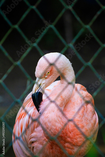 HD Flamingo Wallpapers Rose Images beleza zoo rosa beak Birds