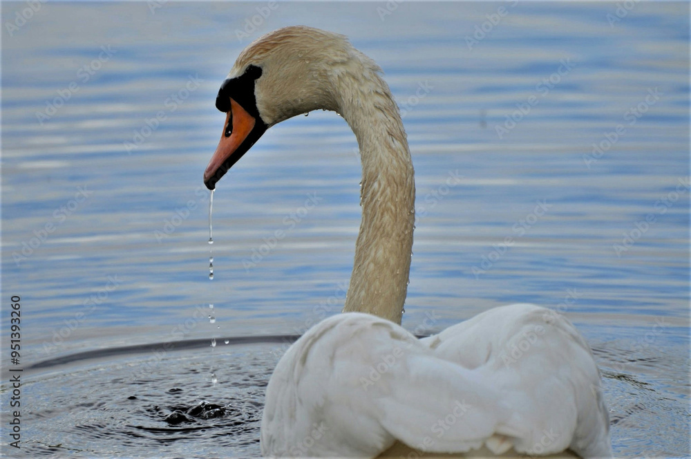 Naklejka premium swan Birds Nature Images colours albir birdlife