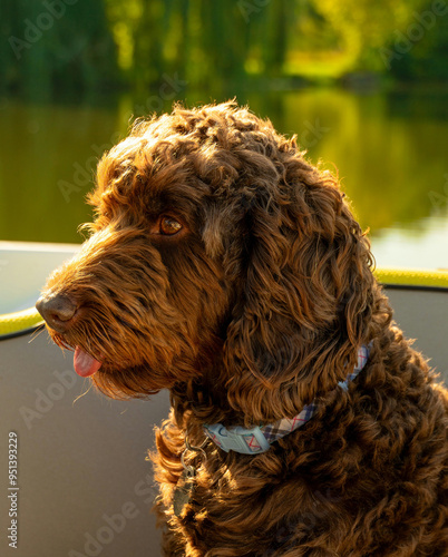 My dog on a boat