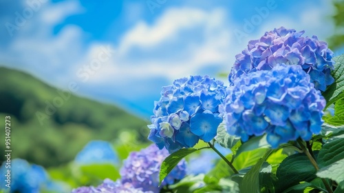 Hydrangeas in Shimoda City photo