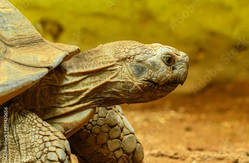 African spurred tortoise (Centrochelys sulcata) or sulcata tortoise photo