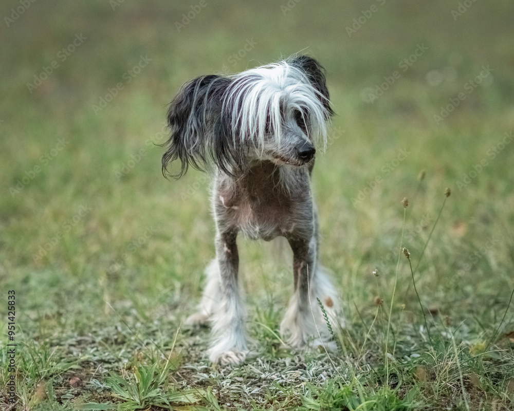 Beautiful purebred Chinese Crested dog on a walk. Beautiful purebred Chinese Crested dog on a walk.