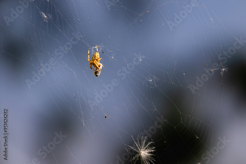 Cross Spider with a prey