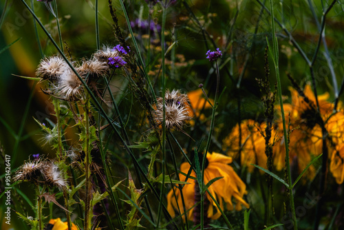wild garden close-up