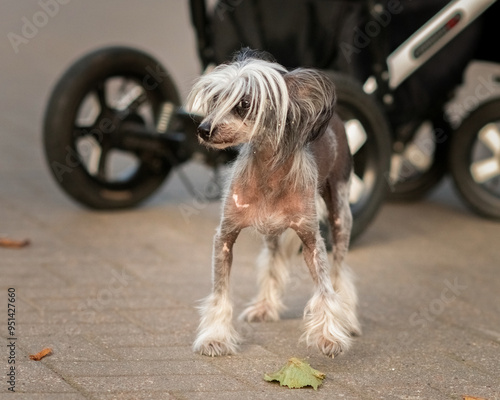 Beautiful purebred Chinese Crested dog on a walk.