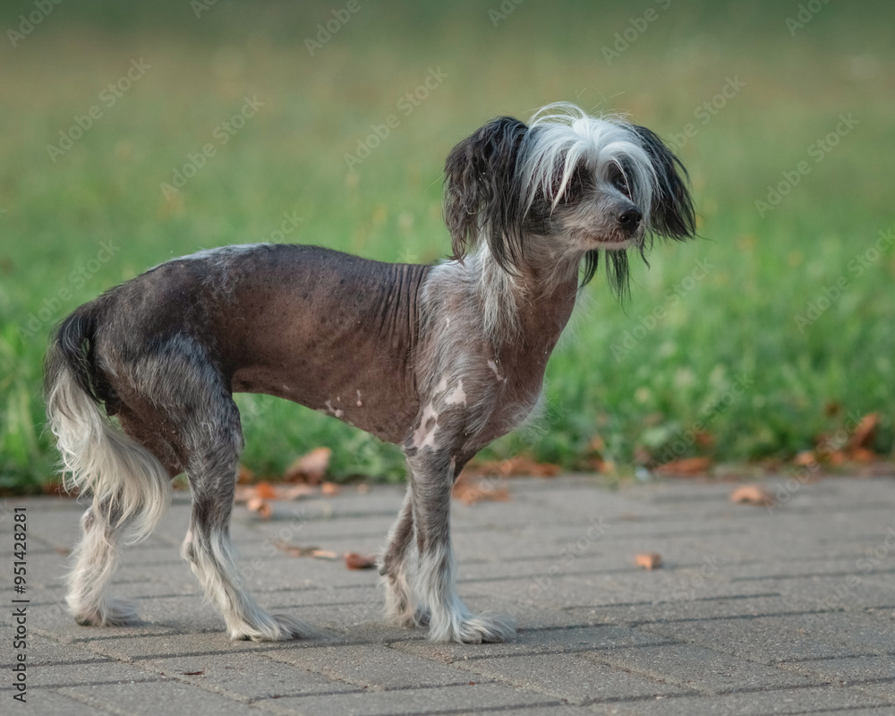 Beautiful purebred Chinese Crested dog on a walk. Beautiful purebred Chinese Crested dog on a walk.