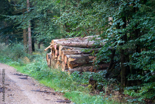 30.08.2024: Abgeerntete Fichtenstämme bereit zum Abtransport.Blankenheim, Kreis Euskirchen, NRW, Deutschland photo