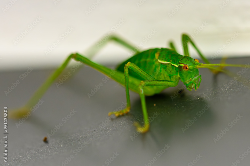 Fototapeta premium Nahaufnaufnahme eines grünen Heupferdes
