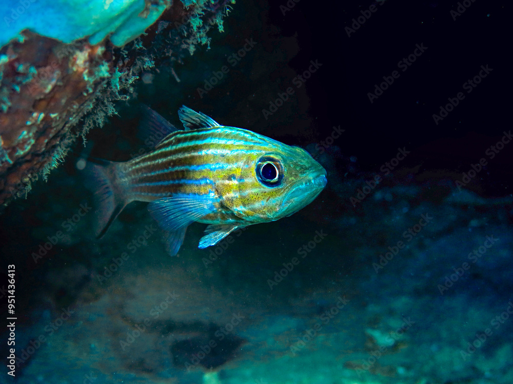 Philippines PG Island - Close-up of underwater creatures Philippines PG Island - Close-up of underwater creatures