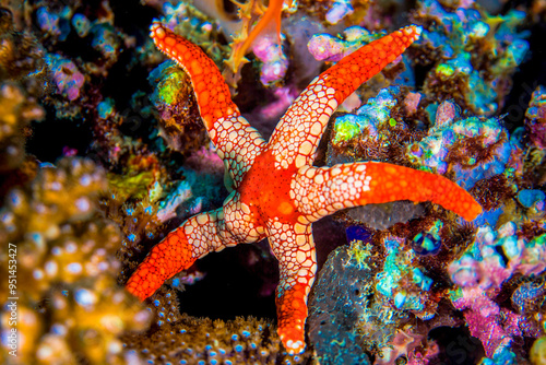 Philippines PG Island - Close-up of underwater creatures