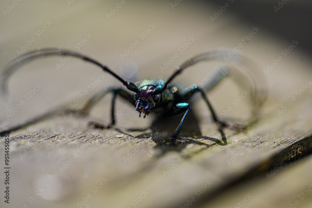 Fototapeta premium Nahaufnahme eines farbenfrohen, metallisch glänzenden Käfers
