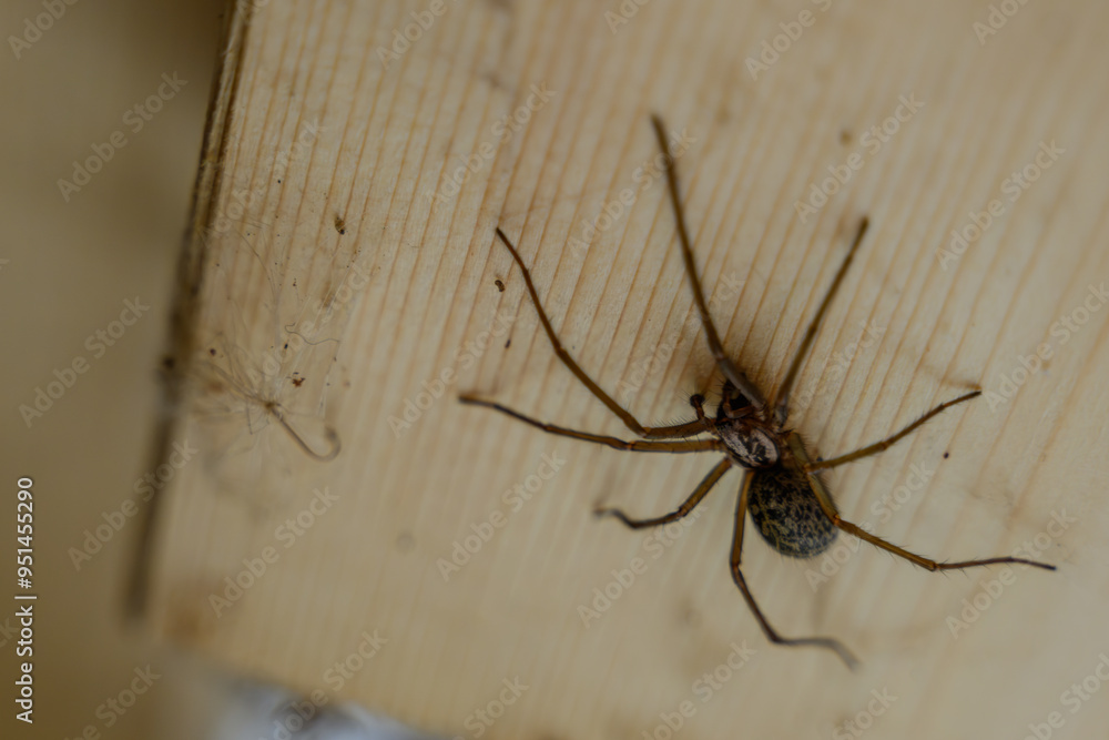 Nahaufnahme einer Hauswinkelspinne Nahaufnahme einer Hauswinkelspinne