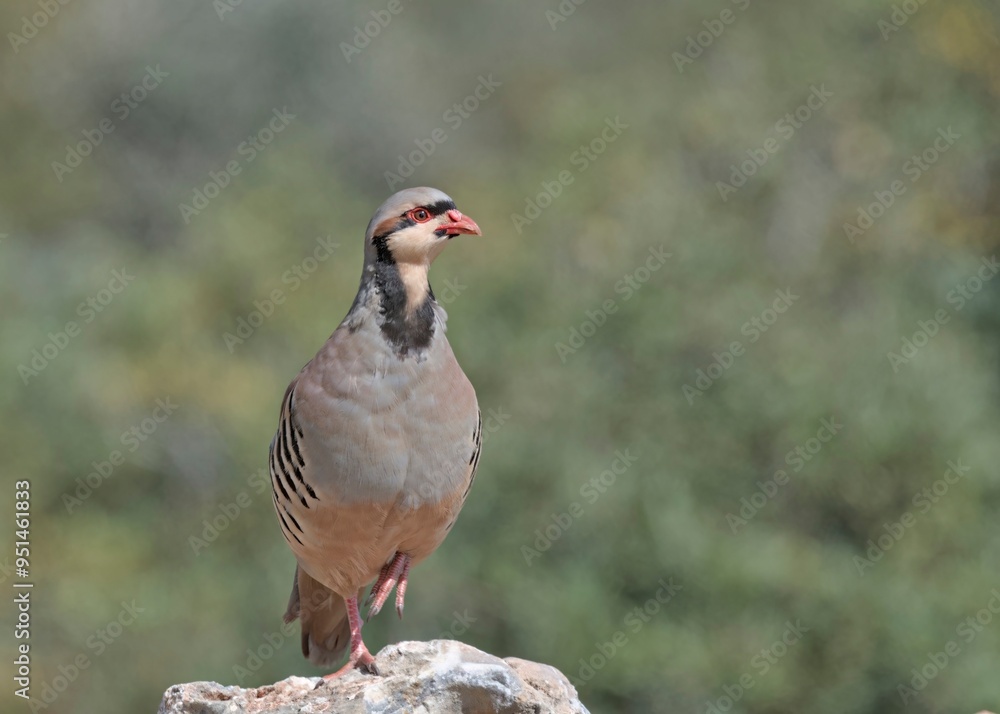 Chukar Partridge (Alectoris chukar), Greece Chukar Partridge (Alectoris chukar), Greece