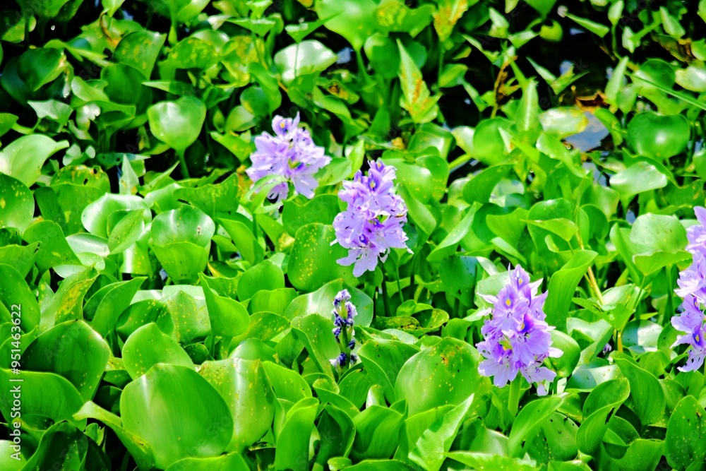 The beauty of the purple water hyacinth flowers that cover the surface of the Pening Ambarawa swamp